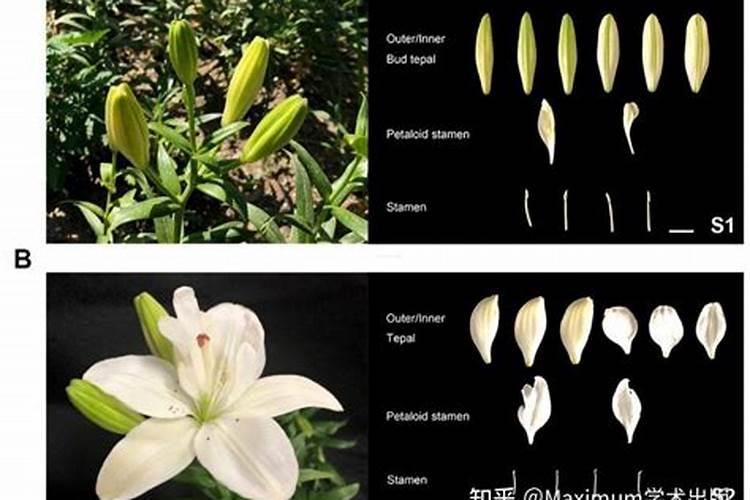 国产水溶肥哪个品牌效果好