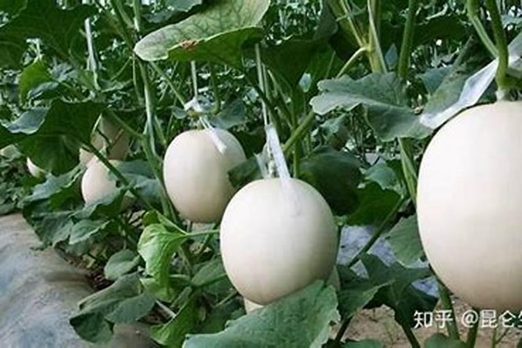 大棚甜瓜用什么肥料产量高？甜瓜用什么肥料吸收好？冲施什么肥长势好