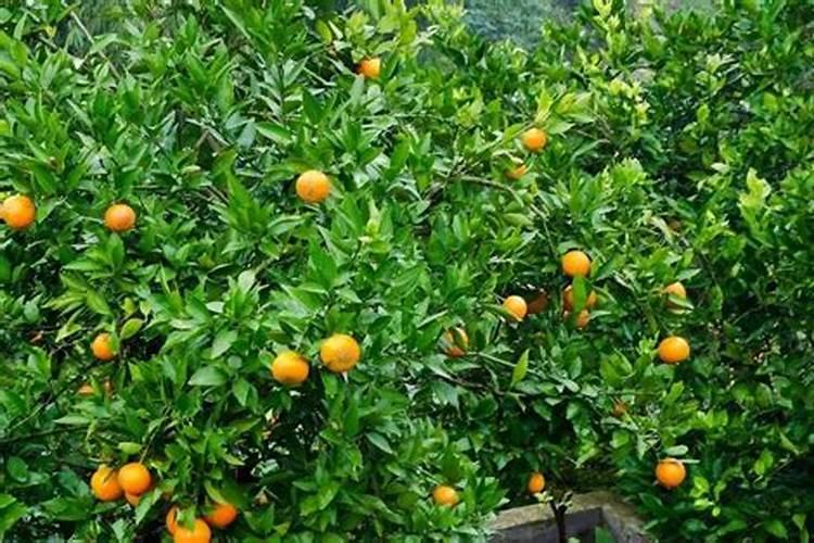 橘子树用什么肥料最好？橘子树施肥方法和注意事项