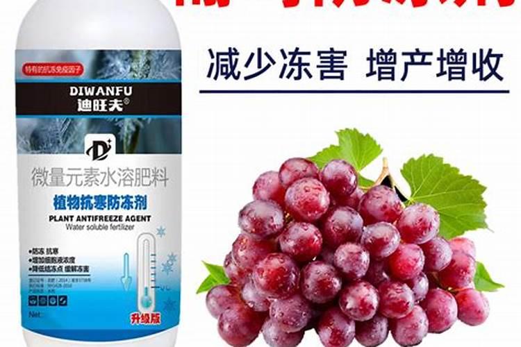 怎样自制君子兰花肥