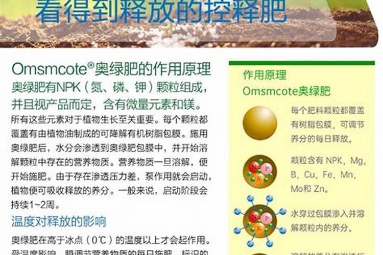 月季秋季施肥养护和注意事项