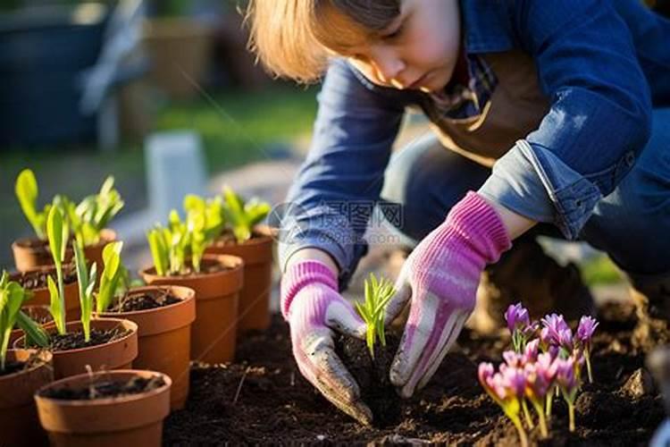 定植西瓜需要冲施什么肥？