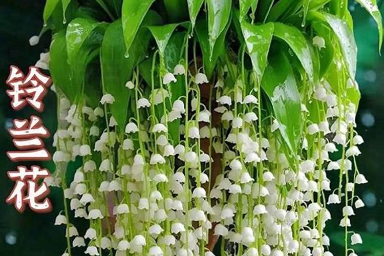 水养蔷薇花的养殖方法