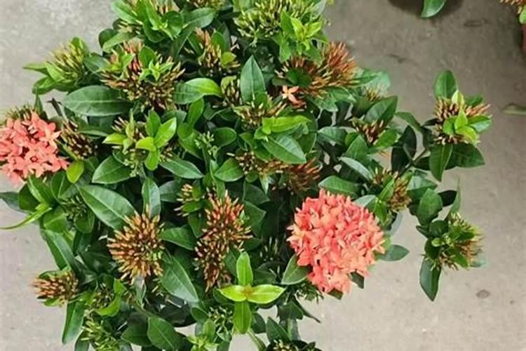 西瓜打什么农药