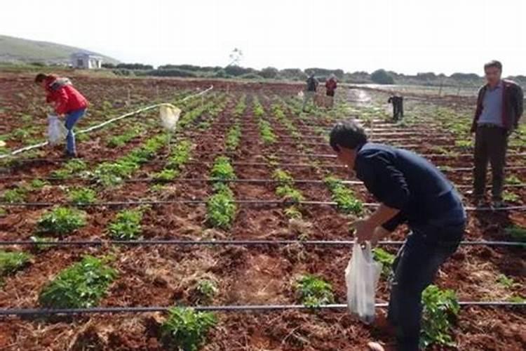 河南省哪里产小樱桃 具体产地