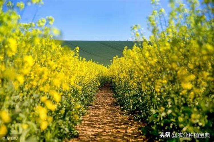 河南哪里的樱桃比较出名 河南樱桃几月份成熟