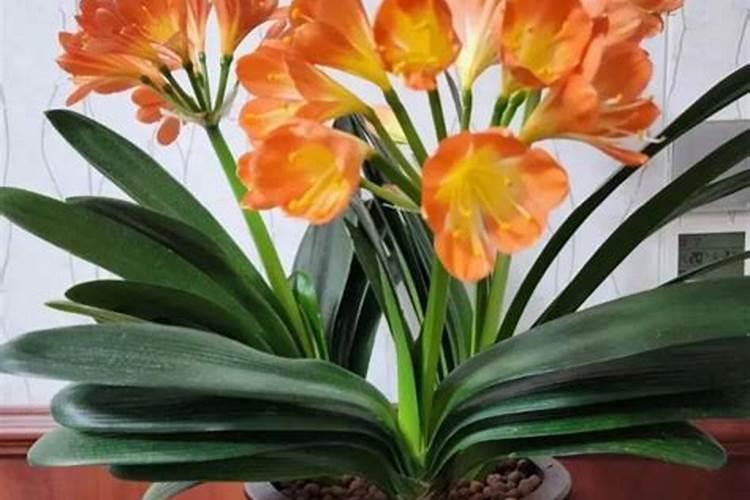 桃树何时追彭果肥'