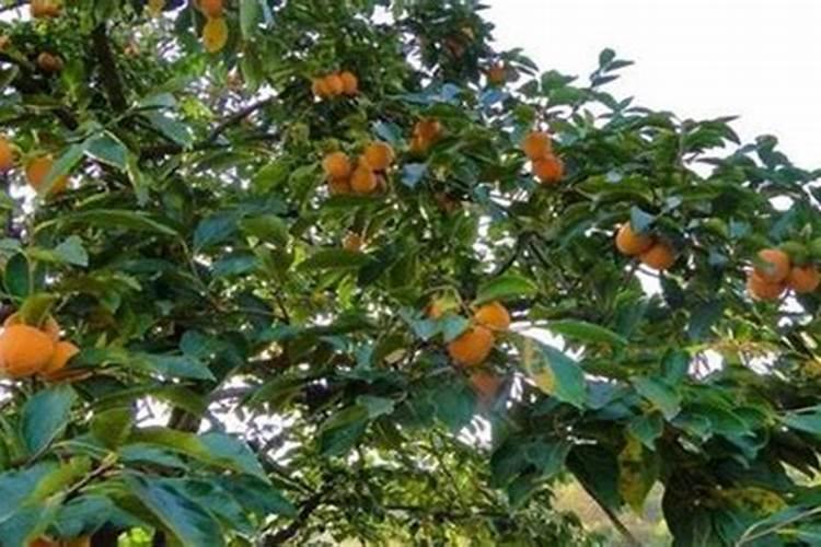 柿子树最好的肥料是什么？