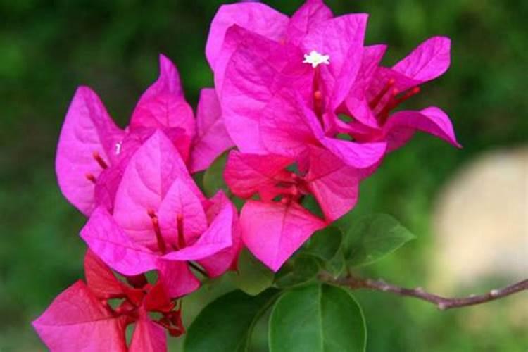 烂菜叶和水果皮怎么制作种菜肥料