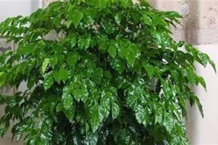 浇菜什么时候浇比较好