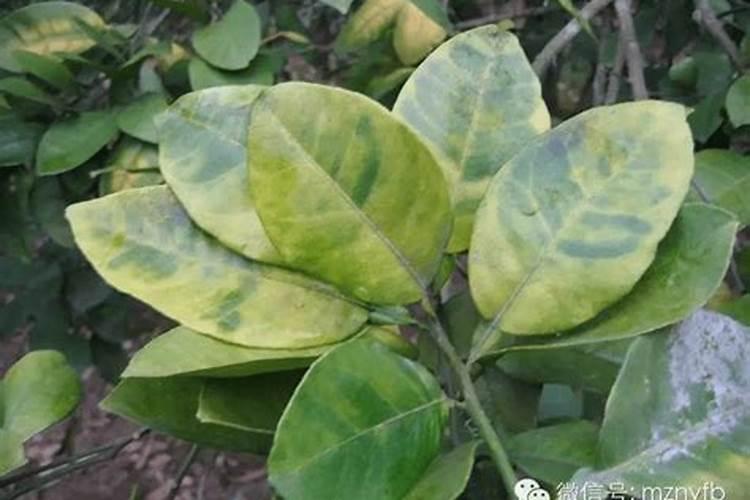 黄杨施上猪粪,叶子慢慢发黄是什么原因呢？