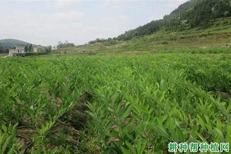 黄芪怎么除草,要用什么除草剂？黄芪在什么温度下除草最安全？