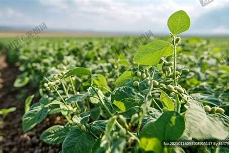 如图是我国南方开始尝试的农业生态系统的结构模式图,它利用雏鸭旺盛的...