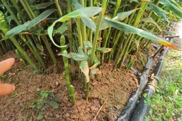 大姜喜欢什么肥料？