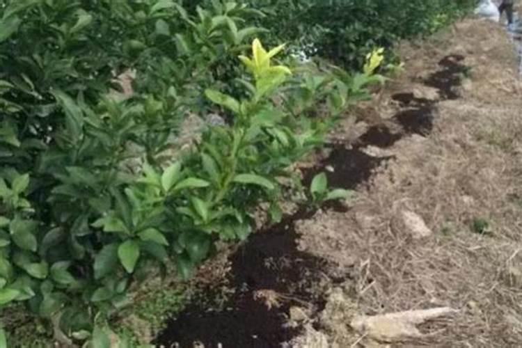 怎样防治柑橘缺磷症？