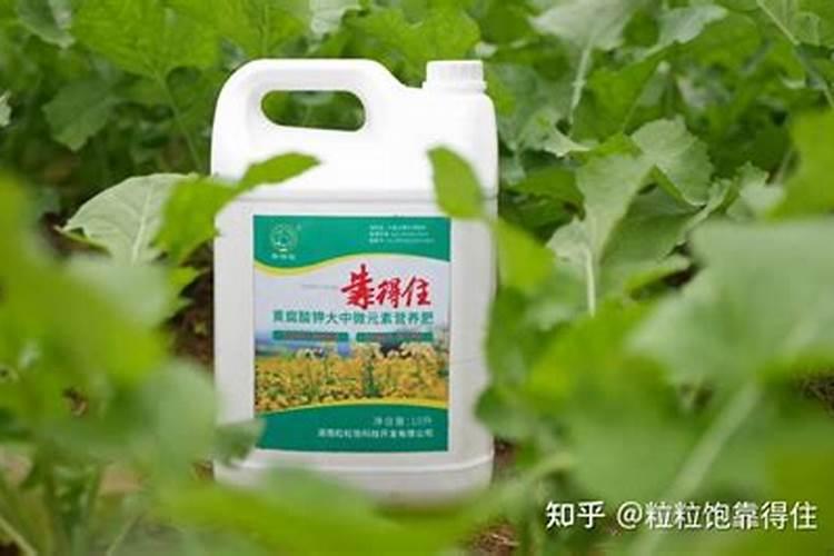 杨桃施什么肥最好