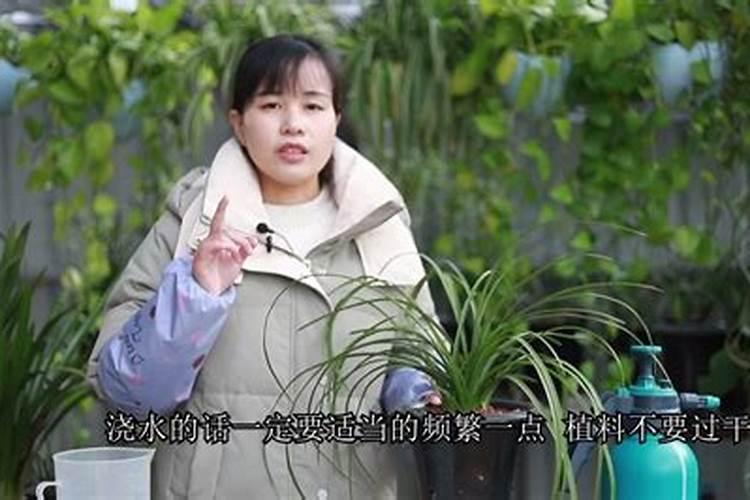 草莓老是叶边枯萎,之前一次是因为肥料多了,这次没有施肥,依然有问题...