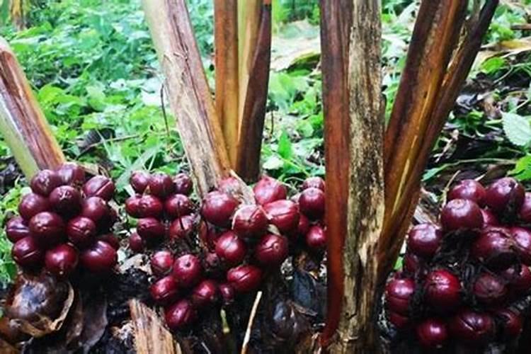 草果怎么种植方法