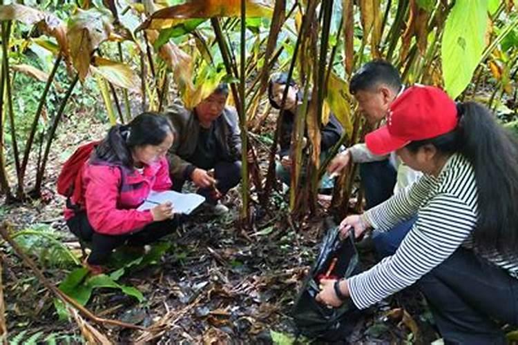 豆蔻是什么植物