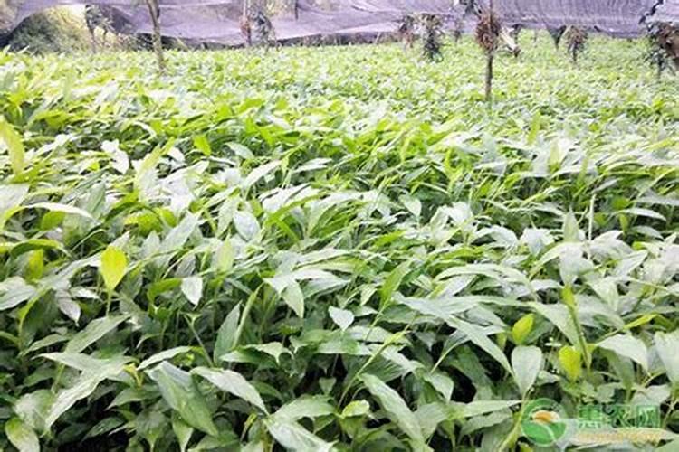 果树施什么肥好