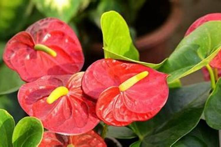 荷兰豆结到几月份不结了