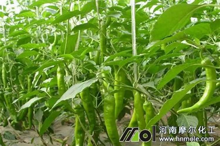 辣椒用什么肥料好