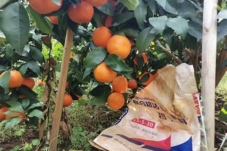 什么水溶肥放八角茴香最好