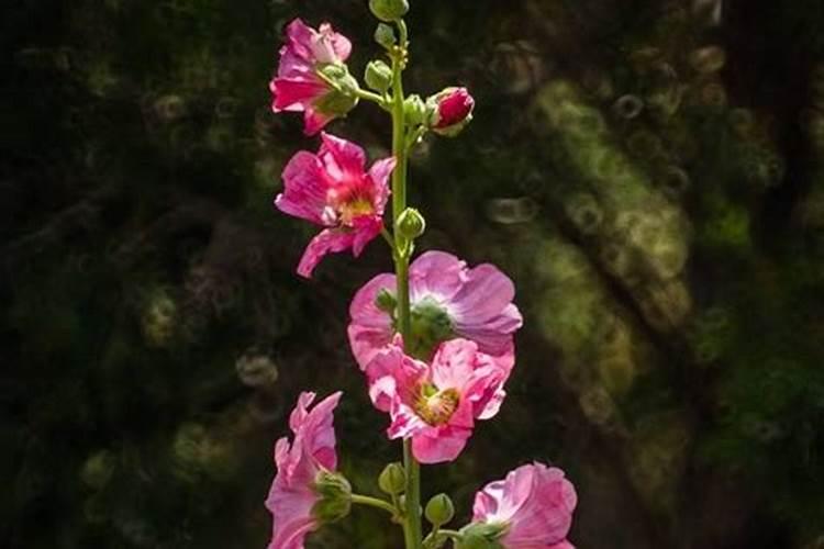 蜀葵花盆栽如何种植 它有什么