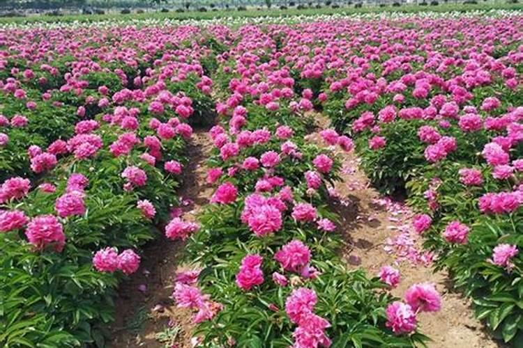 初中化学知识点总结,急