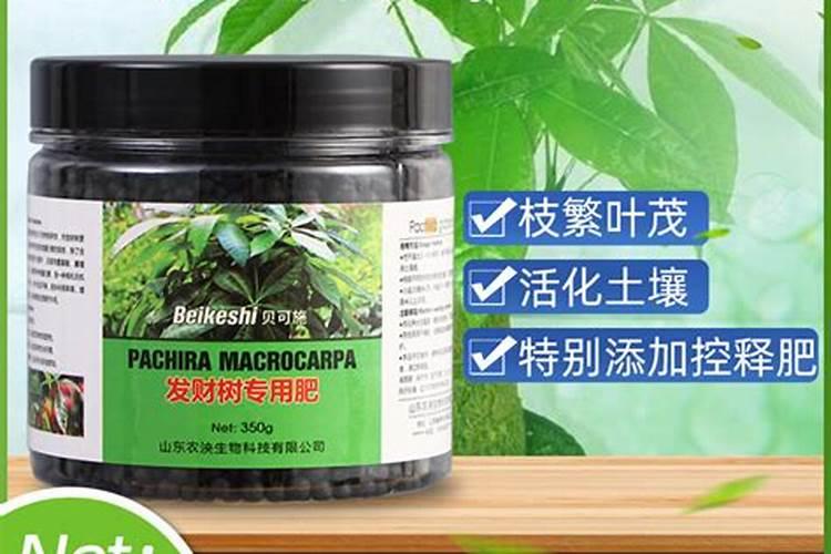 盆栽发财树施什么肥料最好