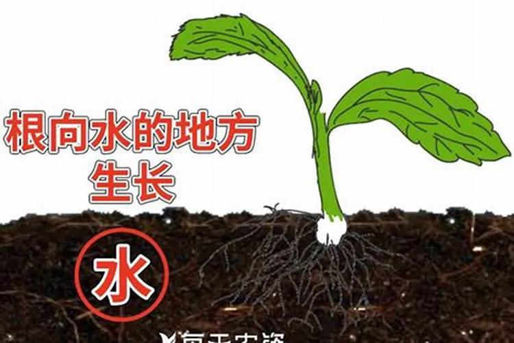绿色,厚厚的叶片,粗粗的根茎是什么植物