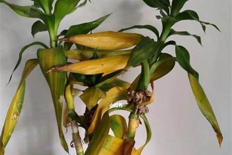 花生如果发生根结线虫病怎么办啊