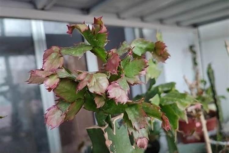 蟹爪兰叶子烂了怎么办