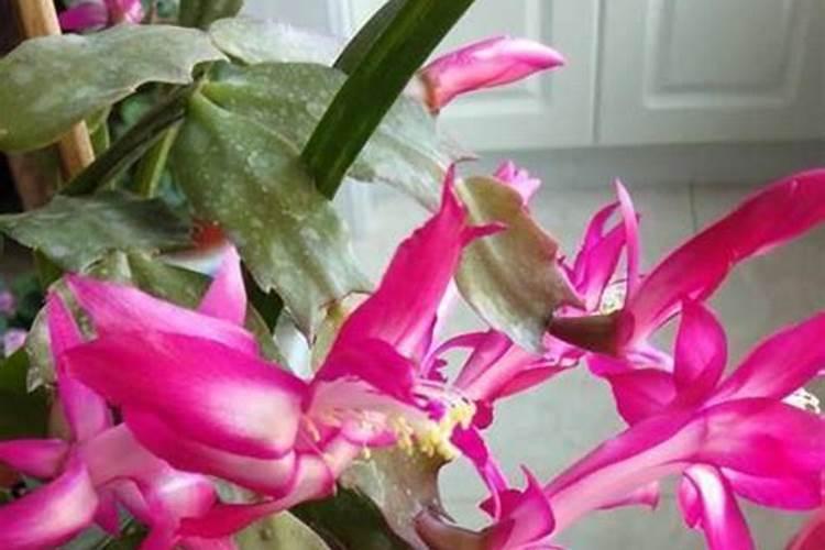 蟹爪兰叶子为什么会发软