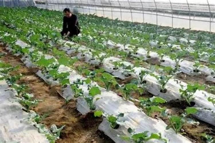 大棚蔬菜的主要肥害、药害、及解决办法