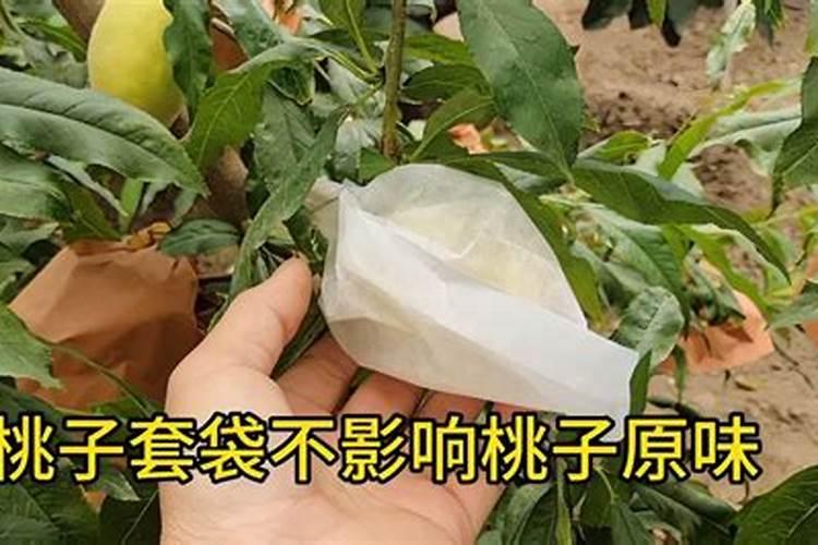 桃子增甜最简单的方法