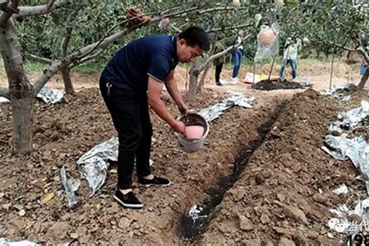 脐橙什么时候施脐橙水溶肥 施脐橙水溶肥方法有哪些
