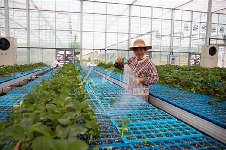 春季早生大白菜施肥