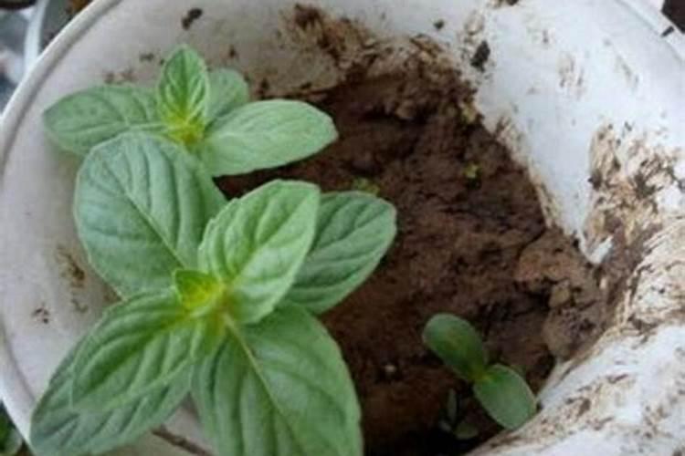 薄荷施肥过多烧死症状