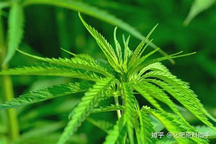 薄荷花怎么养