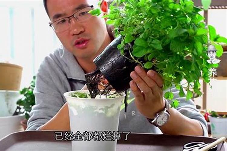 养花常识？