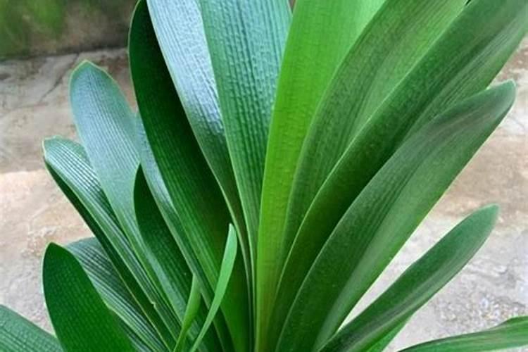 金钱树用什么肥料好