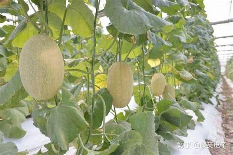 芊茉护理凝胶好不好用？