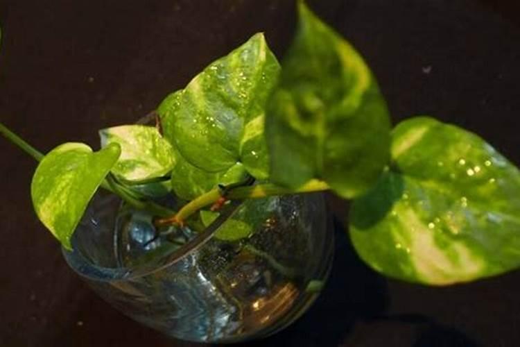 植物大战僵尸各个植物有什么用处