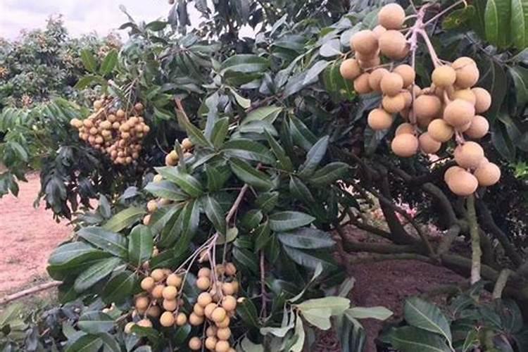 50%矮壮素在葡萄中的使用方法和注意事项