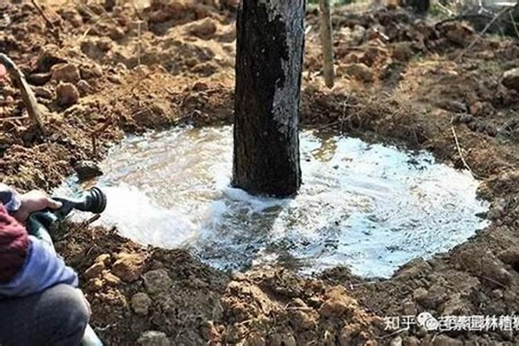 水溶肥灌根使用方法
