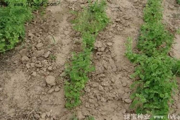 樱桃用什么冲施肥结果多？樱桃用什么叶面肥促进果实生长？