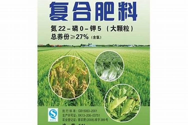 湖北养牛种草,墨西哥玉米草亩产20吨鲜草,甜度大,增重效果好