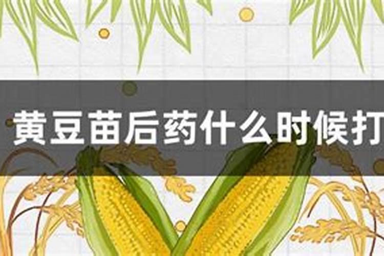 黄豆叶面肥什么时候打好 使用哪些肥料好