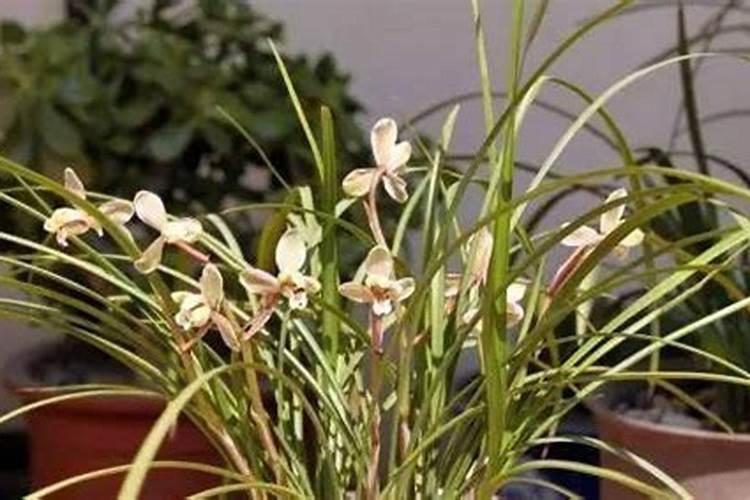 兰花放什么肥料开花最旺